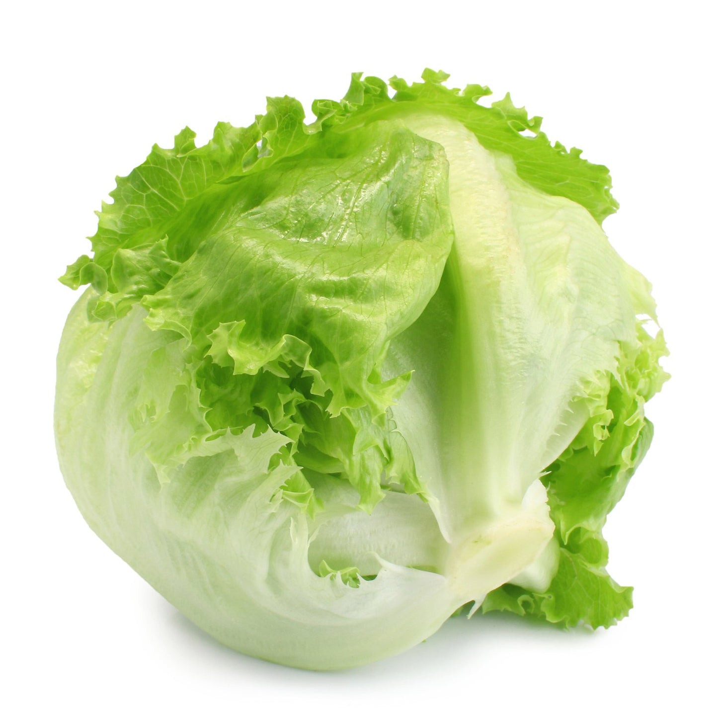 Iceberg Lettuce